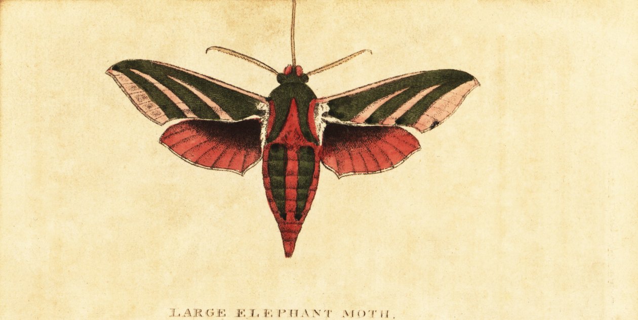 Elephant Hawk Moth, Deilephila Elpenor (engraving) by Moses Harris