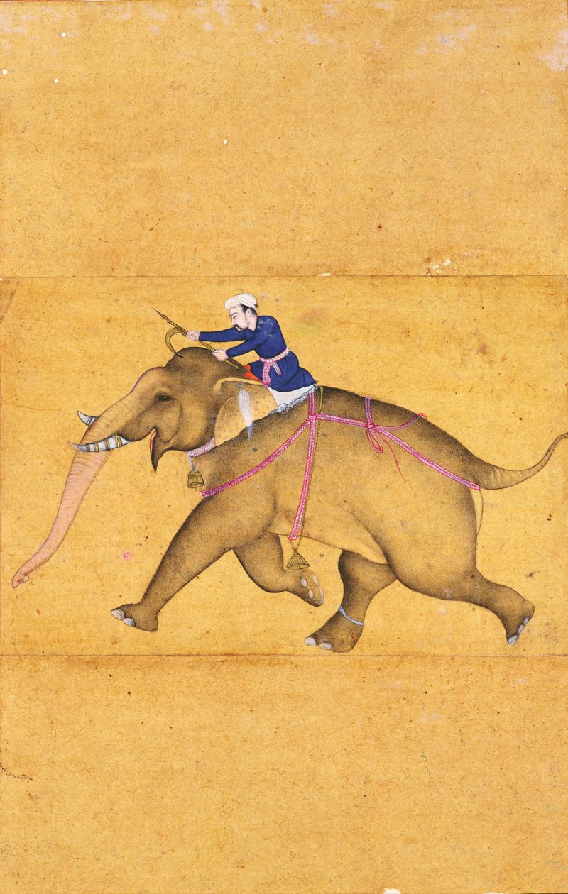 A Mahout riding an Elephant, from the Large Clive Album by Mughal School