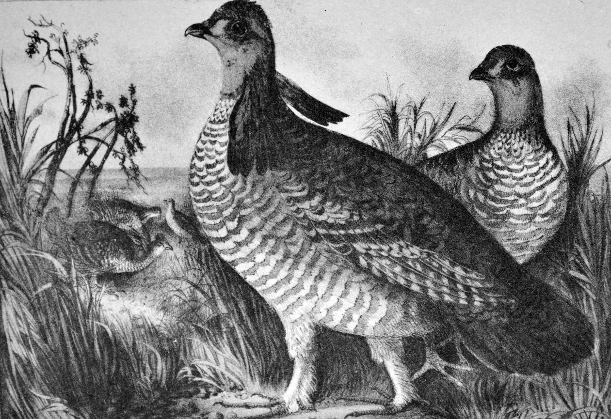 Prairie Hens by N. and Ives, J.M. Currier