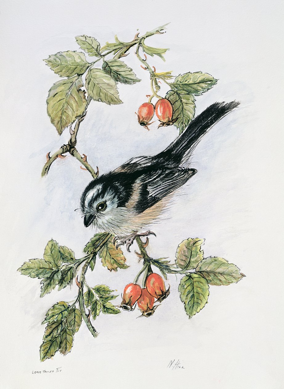 Long-Tailed Tit and Rosehips by Nell Hill