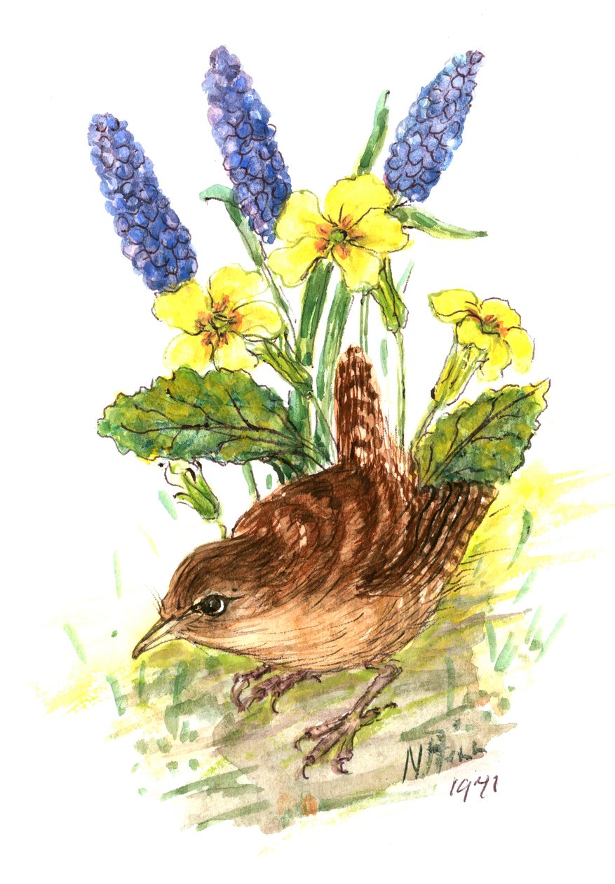 Wren in Primroses by Nell Hill