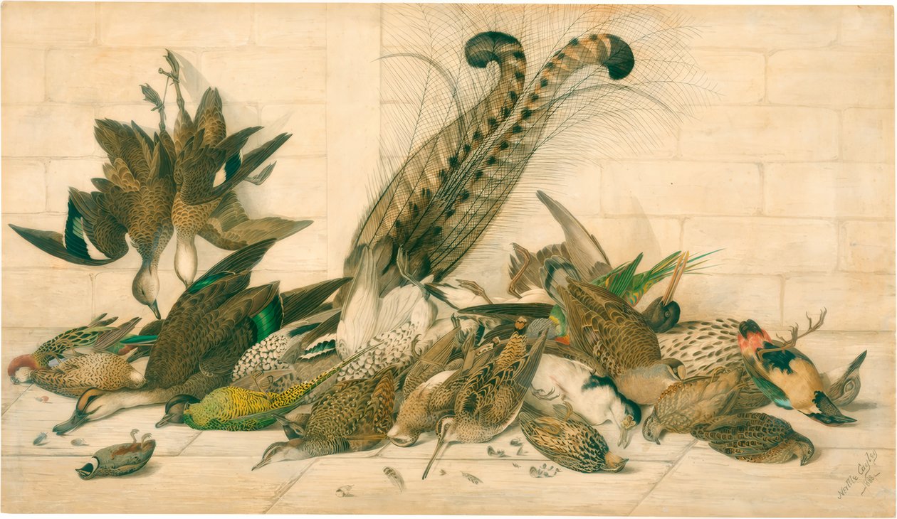 Untitled (Australian gamebirds) by Neville Henry Cayley