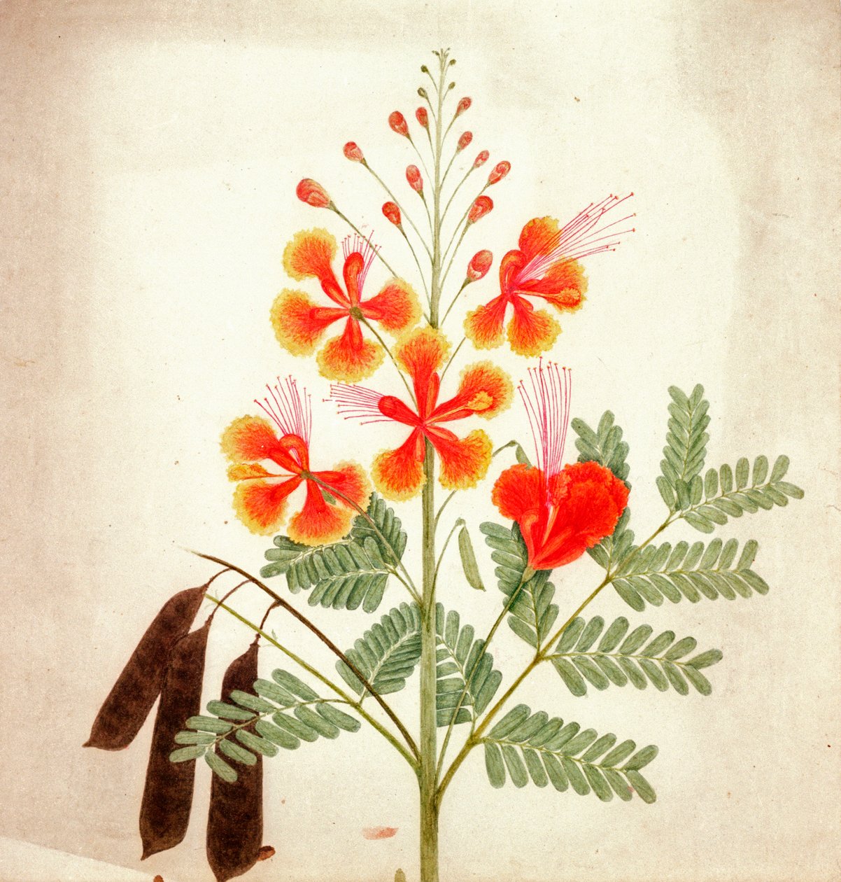 Flower study, c.1840 by Nicholas Tomlinson