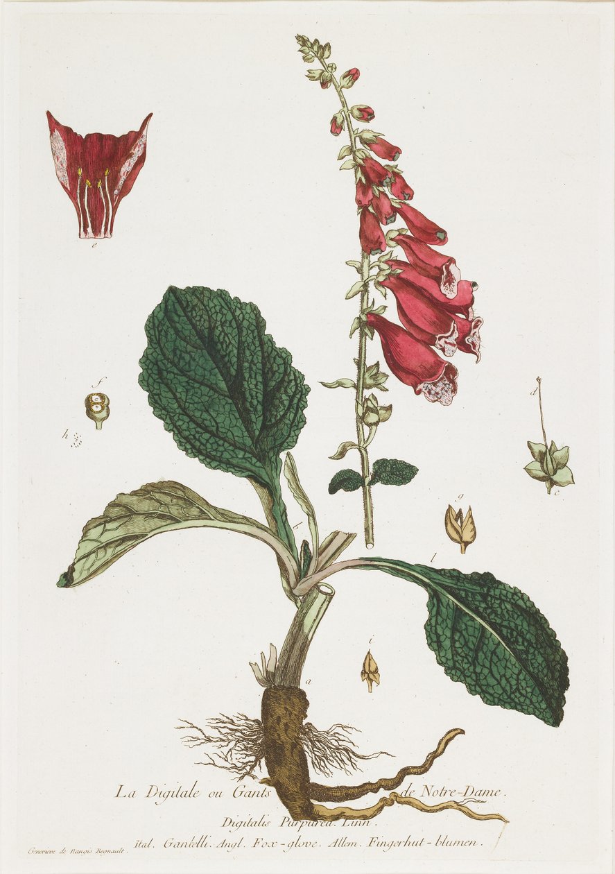 La Digitale (Foxglove), from La Boutique mise a la portee de tout le monde, 1774 by Nicolas Francois Regnault