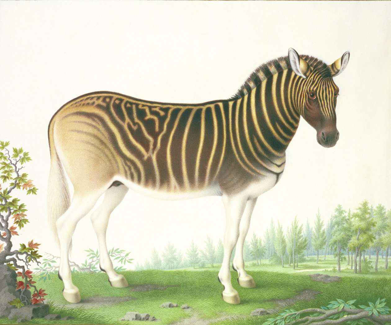 A Quagga by Nicolas Robert