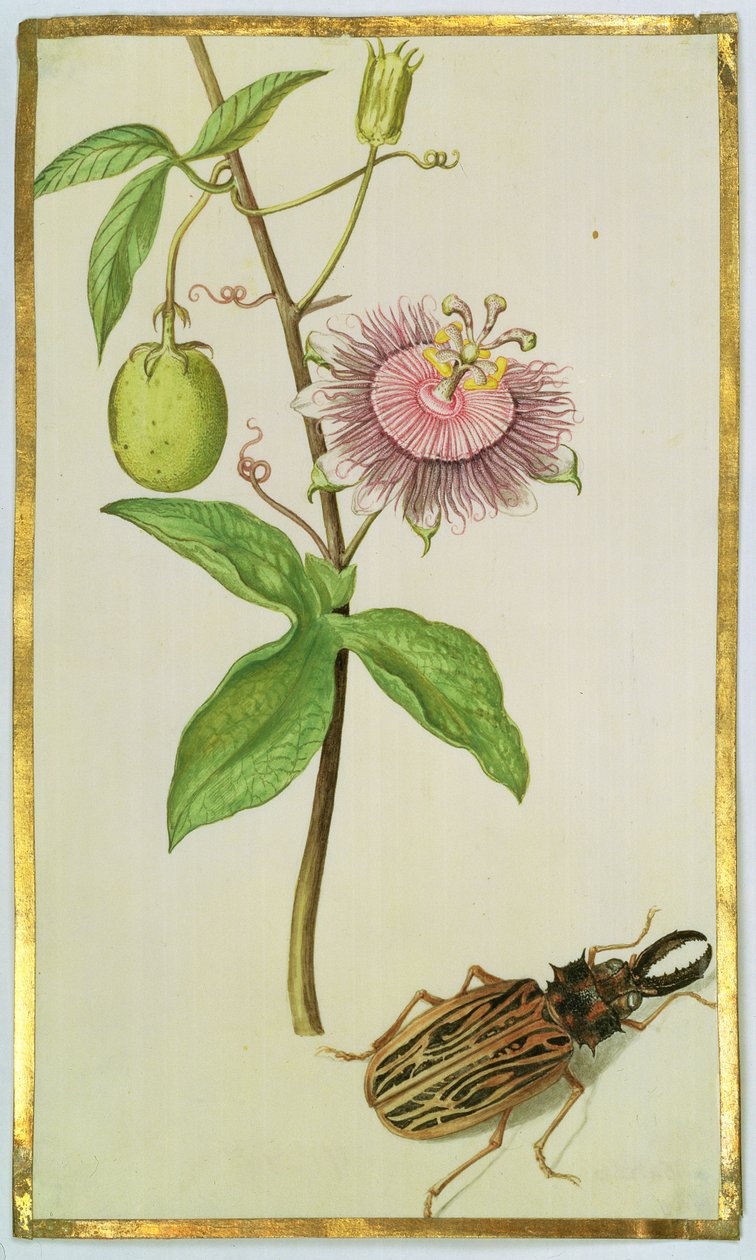 Exotic Plant and Beetle, c.1675 by Nicolas Robert