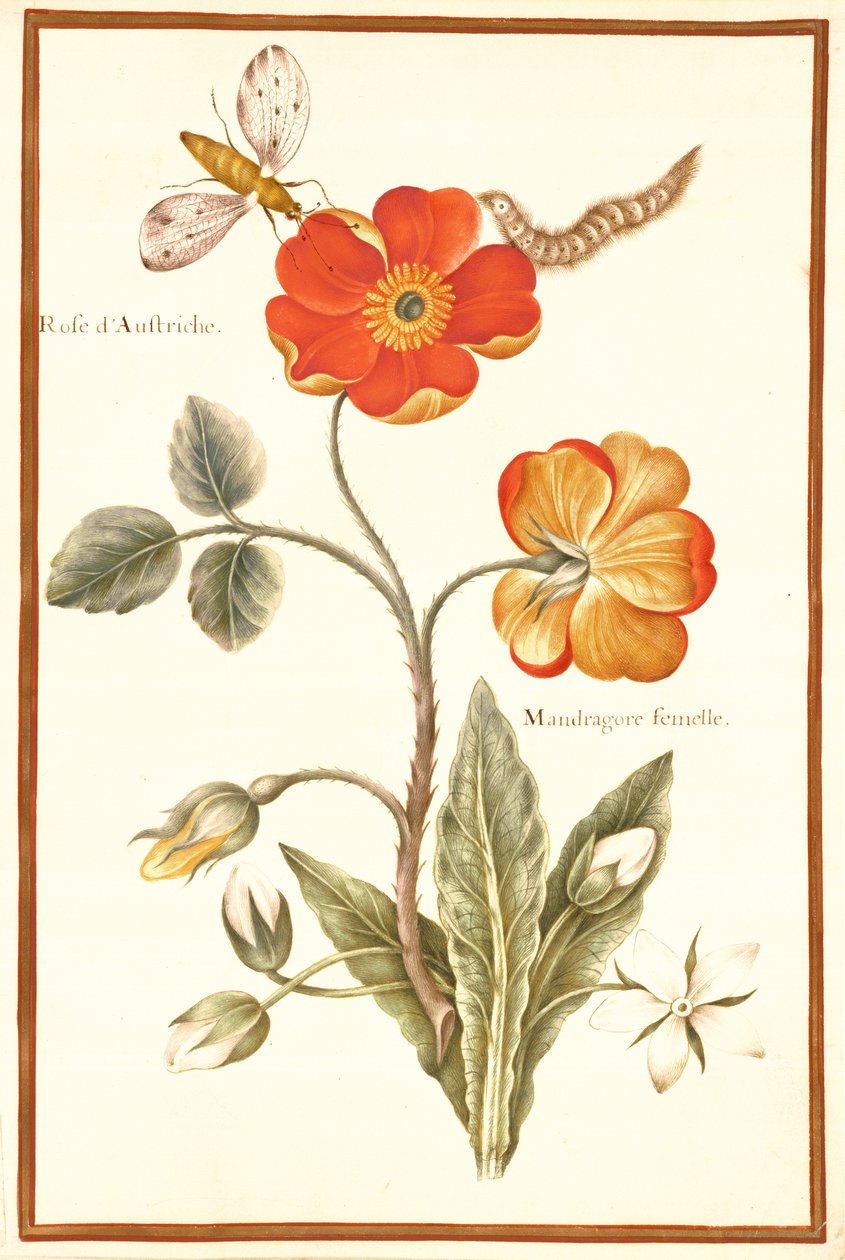 Austrian Briar Rose and Mandragora by Nicolas Robert