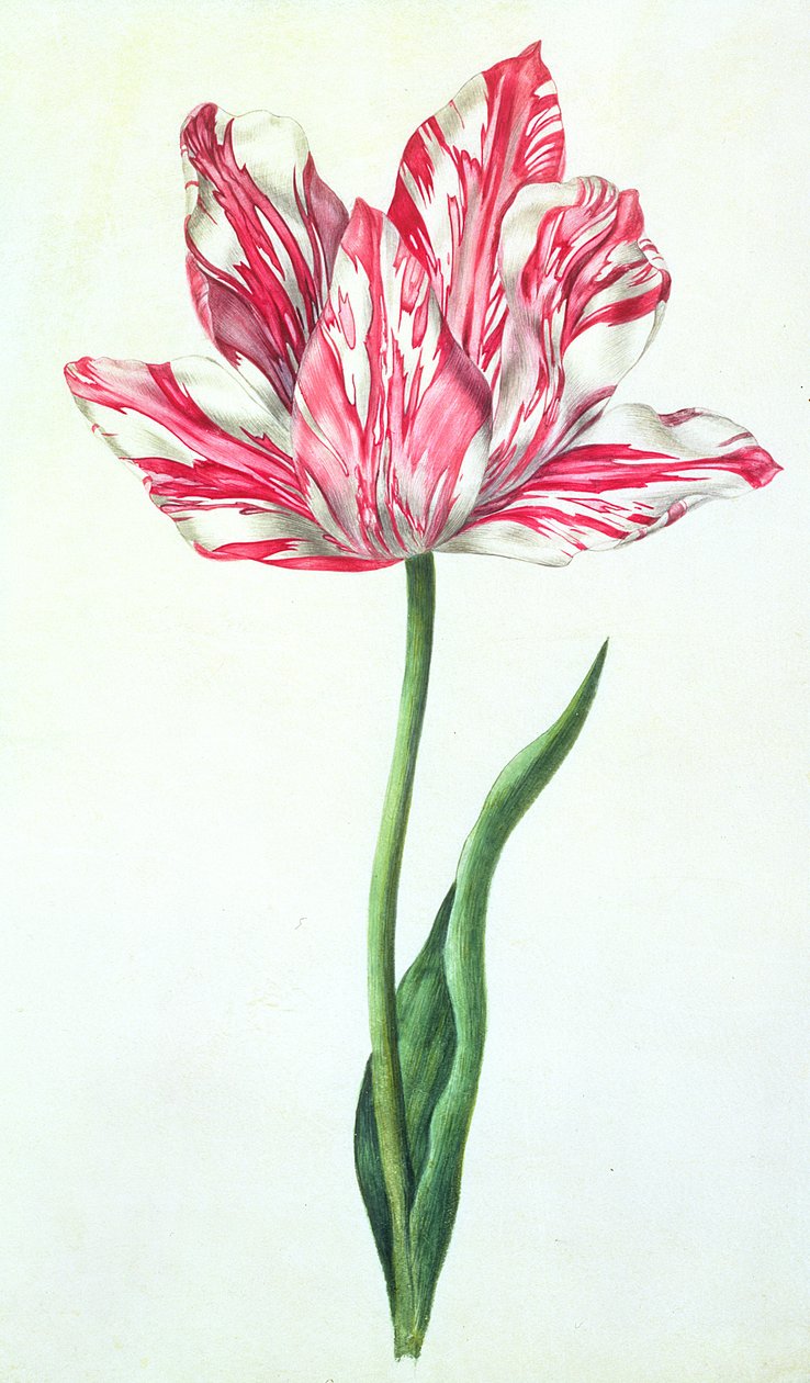 Tulip, c.1675 by Nicolas Robert