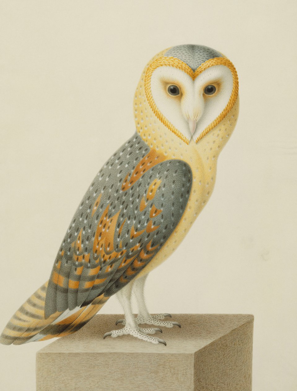 A Barn Owl by Nicolas Robert