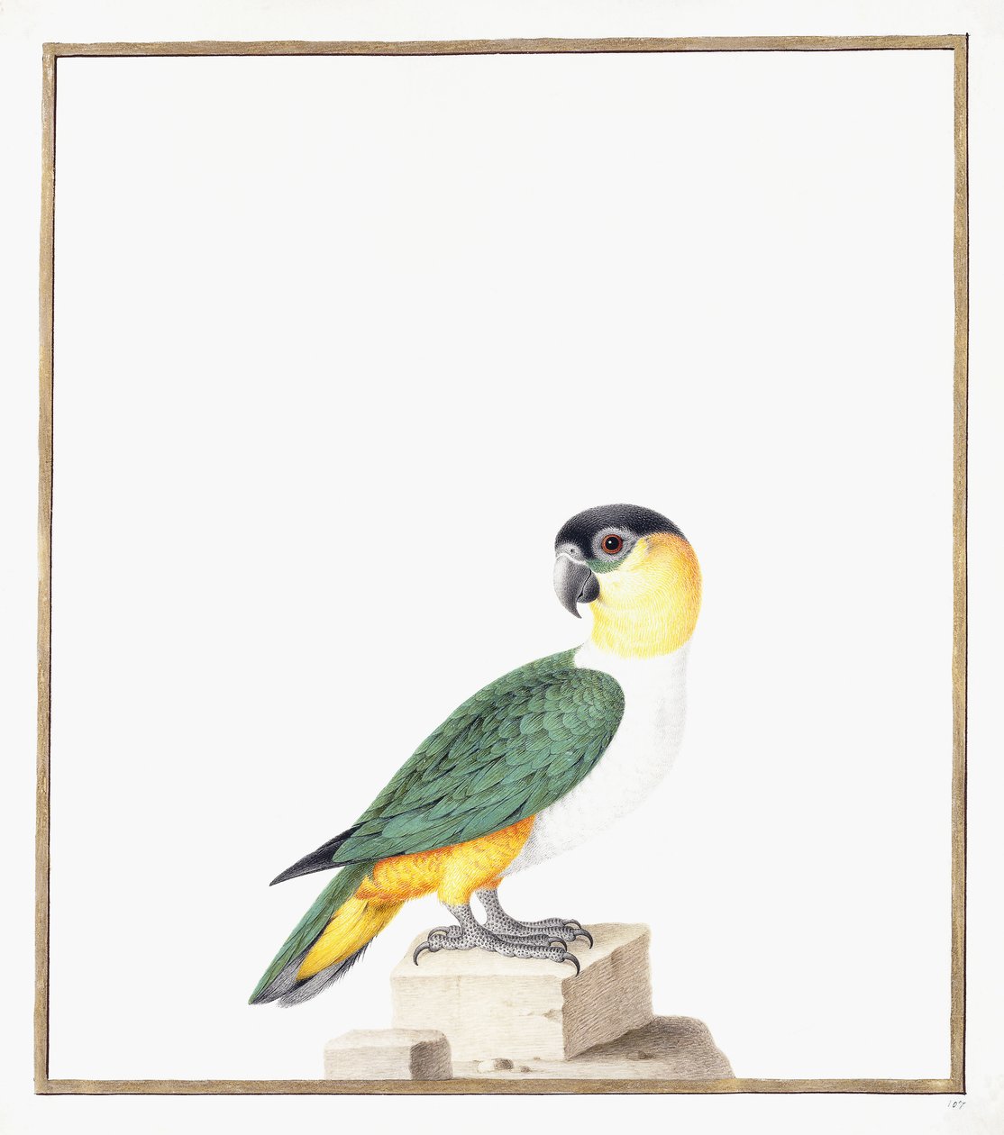 Black-capped Parrot by Nicolas Robert