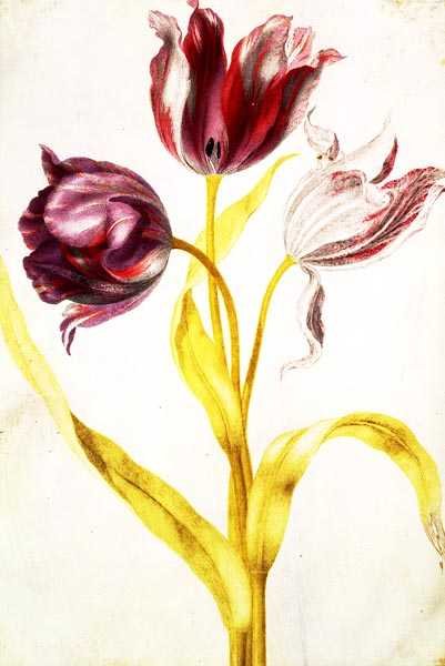 Tulips by Nicolas Robert