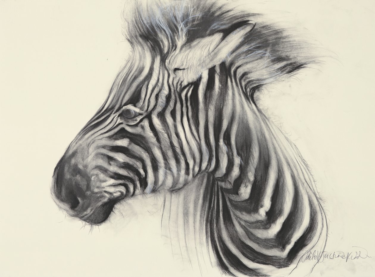 Baby Zebra by Odile Kidd