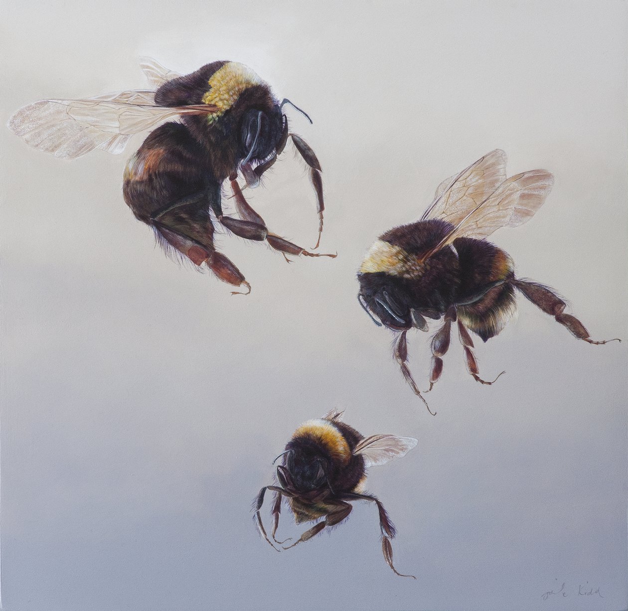 Bombus flight 1 by Odile Kidd