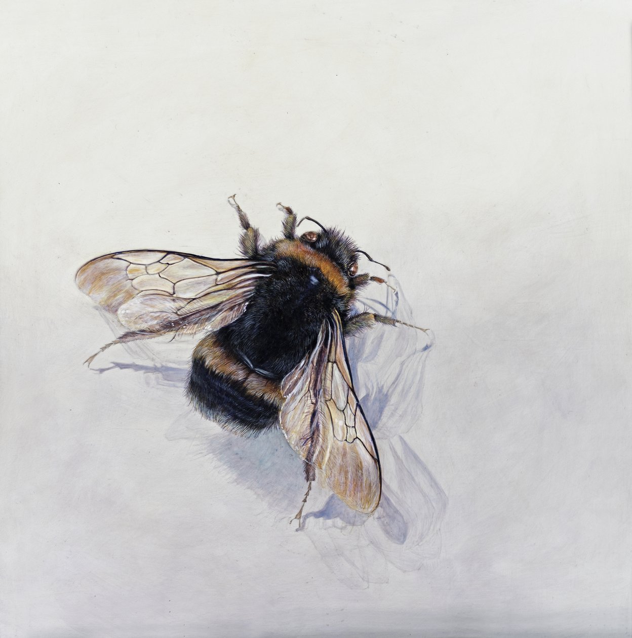 Bombus terrestris 11 by Odile Kidd
