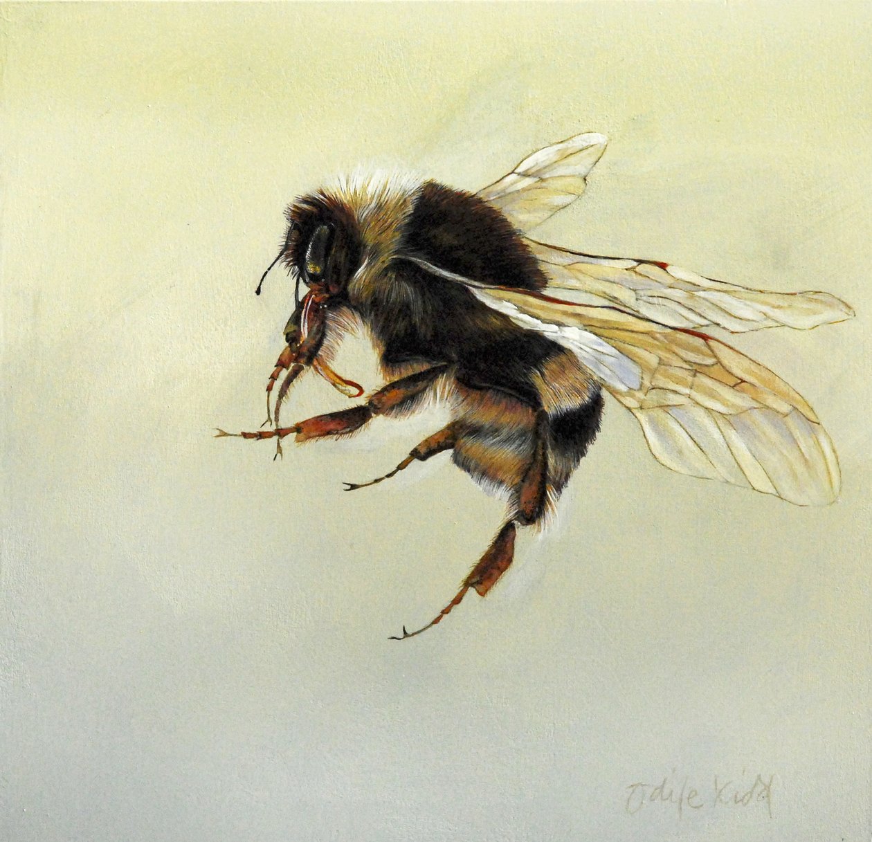 Bombus Terrestris 4, 2011 by Odile Kidd