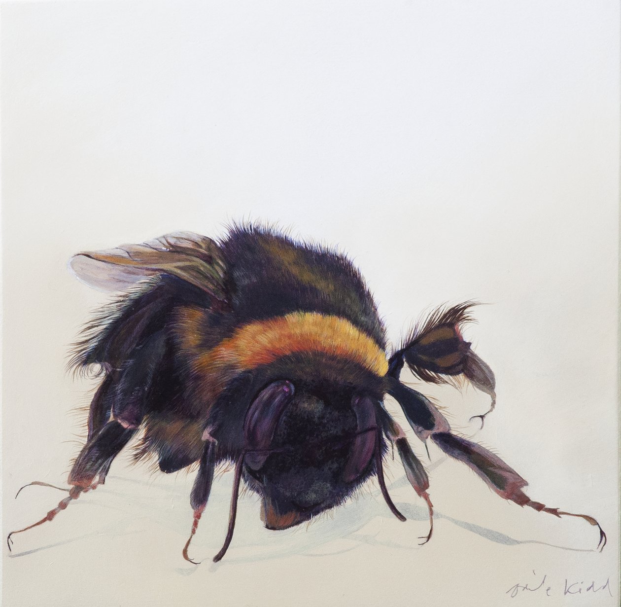Bombus terrestris 9 by Odile Kidd