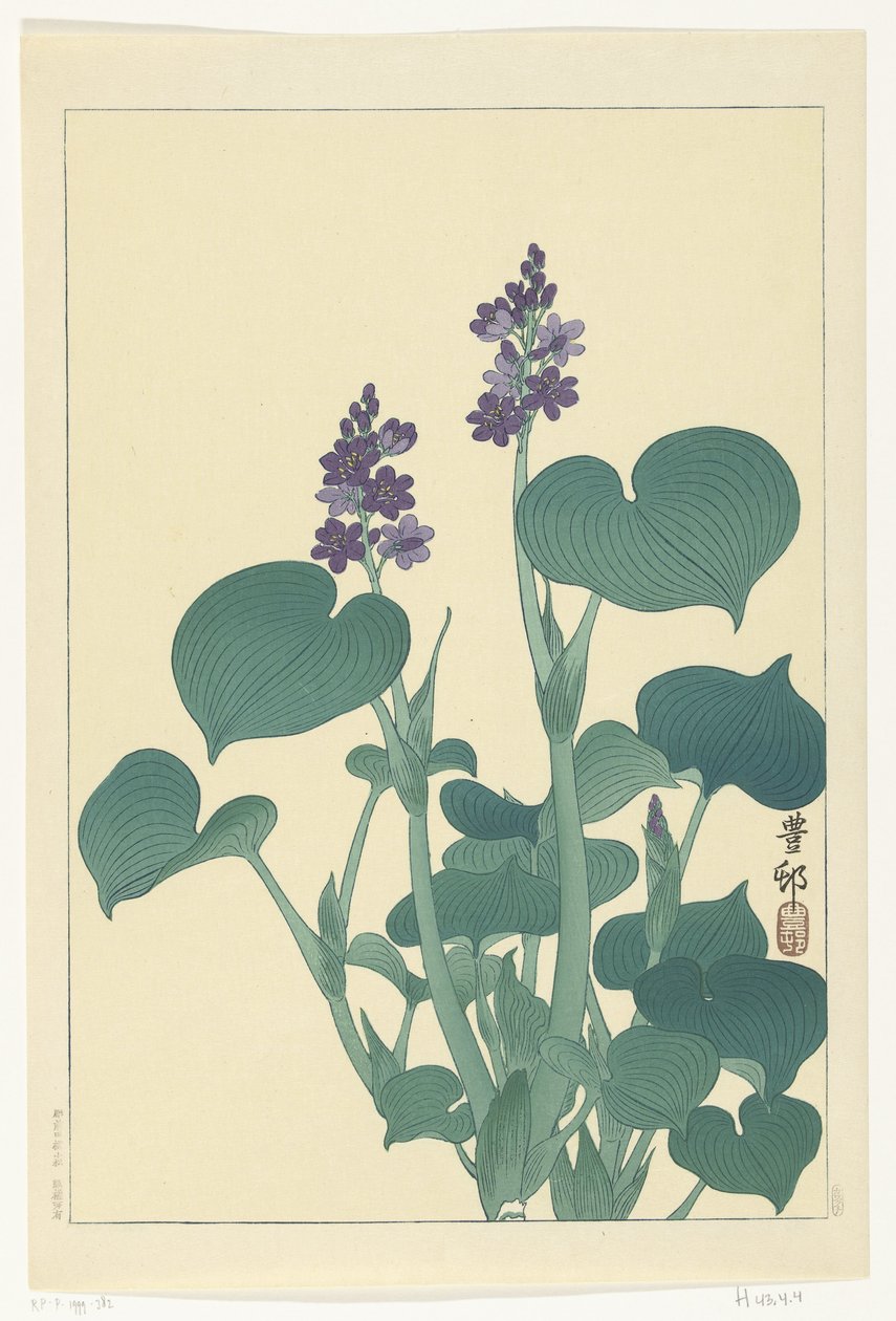 Blooming Hosta by Ohara Koson