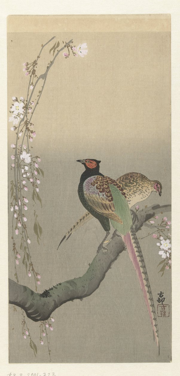 Pair of Pheasants and Cherry Blossoms by Ohara Koson