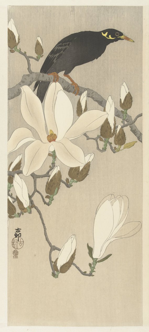 Myna on Magnolia Branch by Ohara Koson