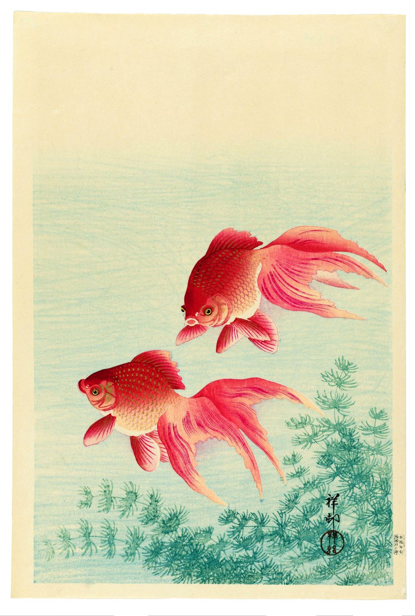 Two Veil-Tailed Goldfish by Ohara Koson