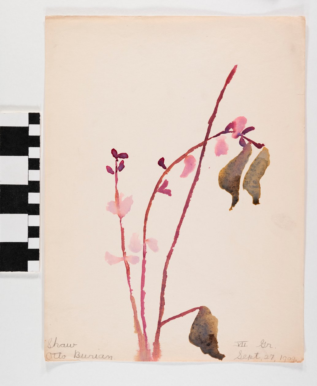 Watercolor on Paper of Pinkish Flowers with Brown Stems by Otto Burian