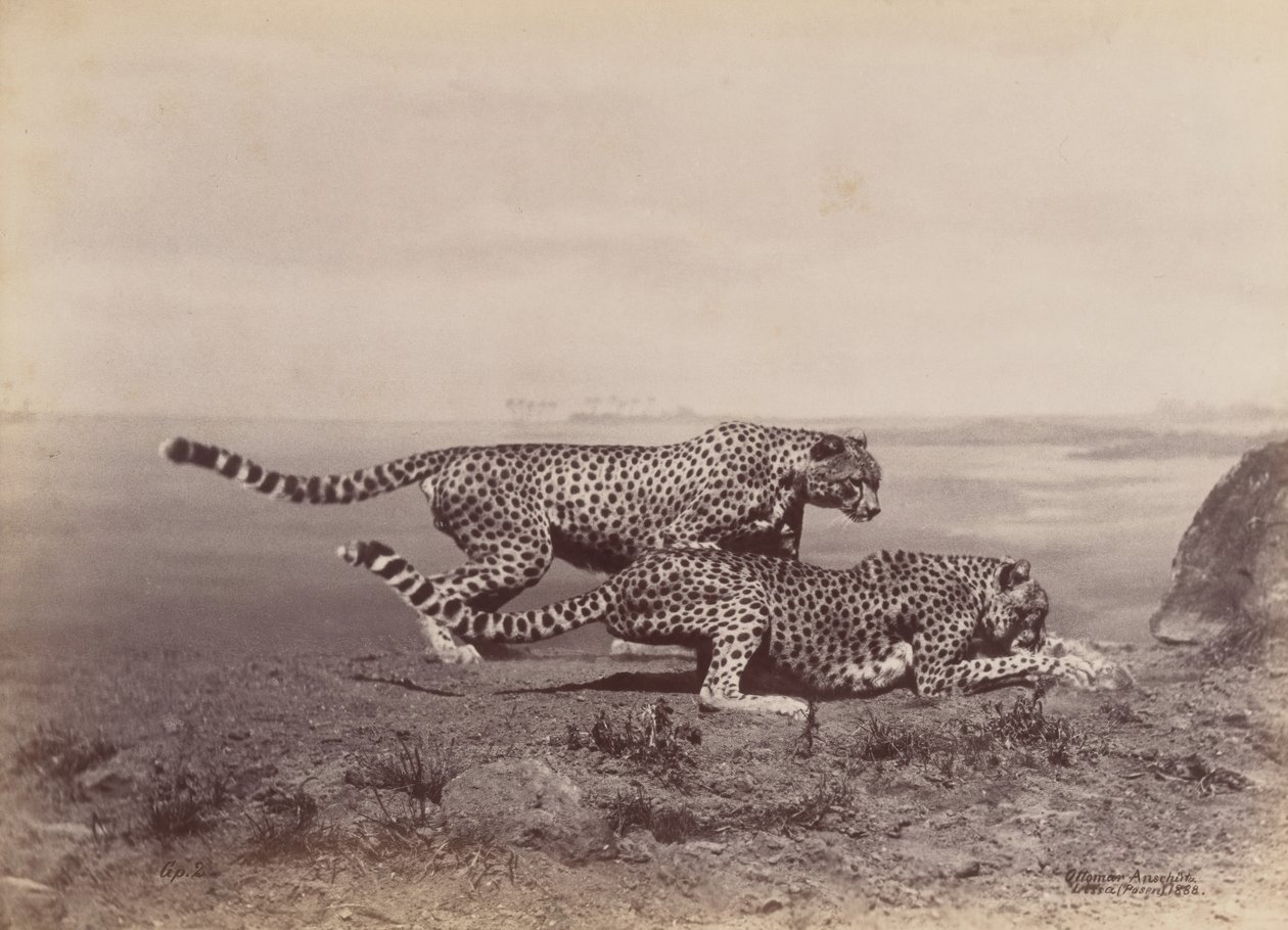 Two Cheetahs, 1888 by Ottomar Anschütz