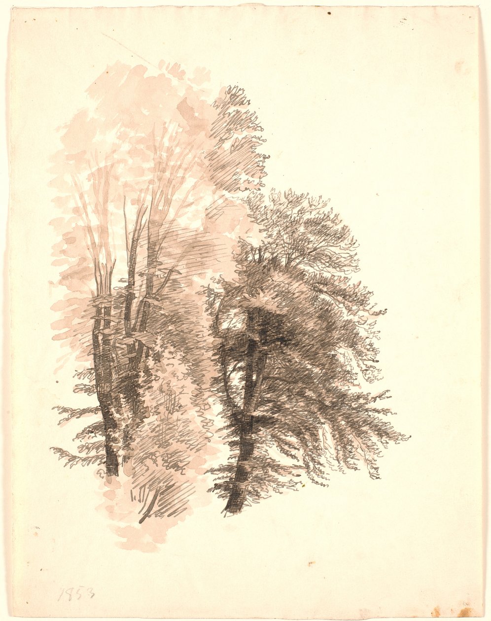 Study of the Tops of Some Beech Trees by P.C. Skovgaard