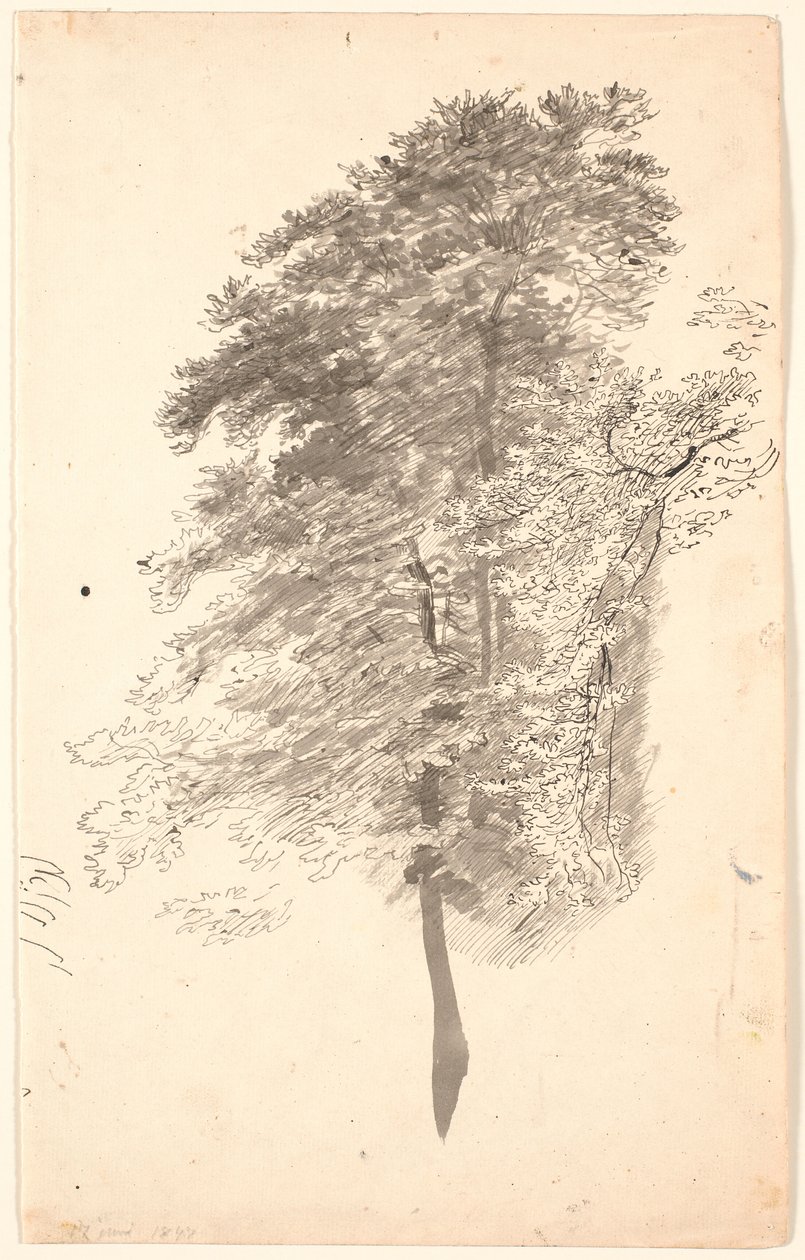 Study of Tall Slender Trees with Foliage by P.C. Skovgaard