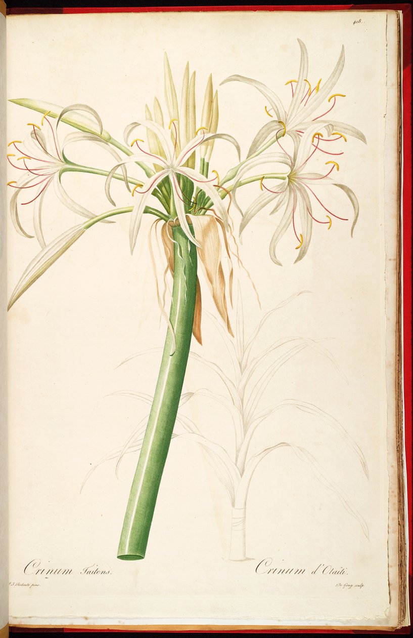 Crinum asiaticum var. pedunculatum by Pierre Joseph Redouté