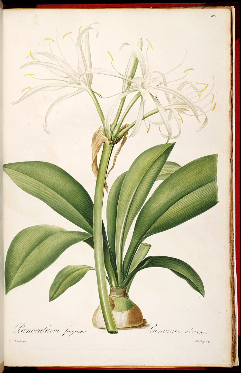 Hymenocallis Fragrans by Pierre Joseph Redouté
