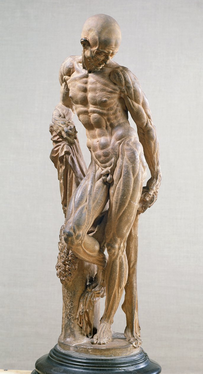Muscle Man, 1569 by Paludanus