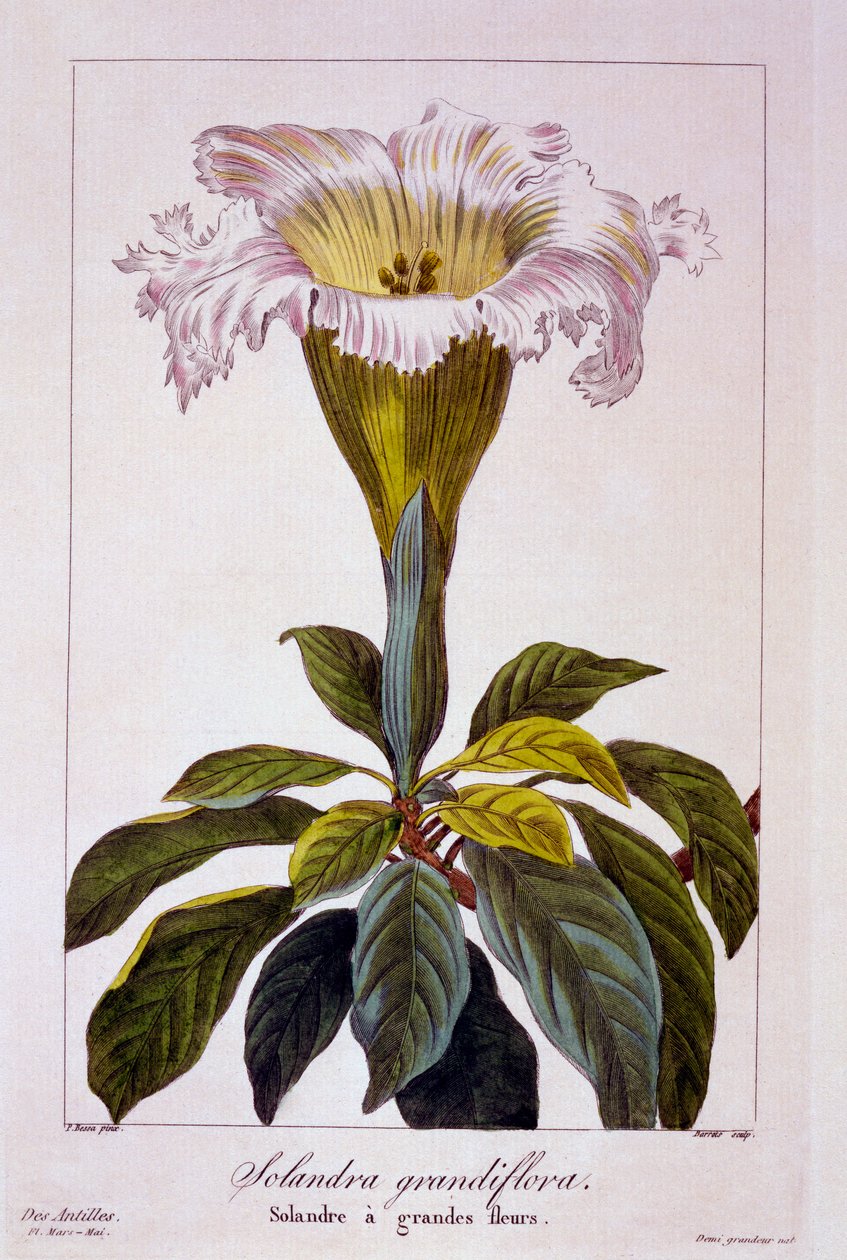 Chalice Vine by Panacre Bessa