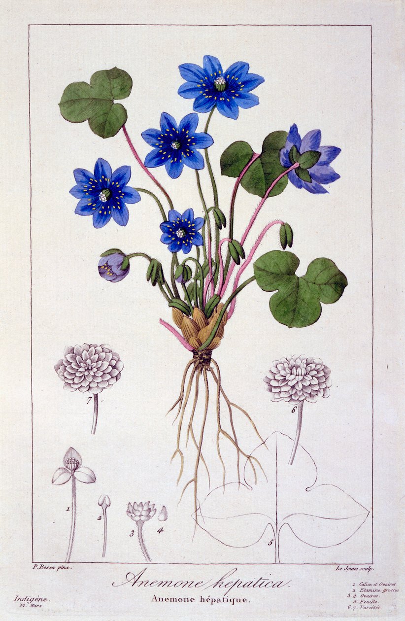 Hepatica Nobilis by Panacre Bessa