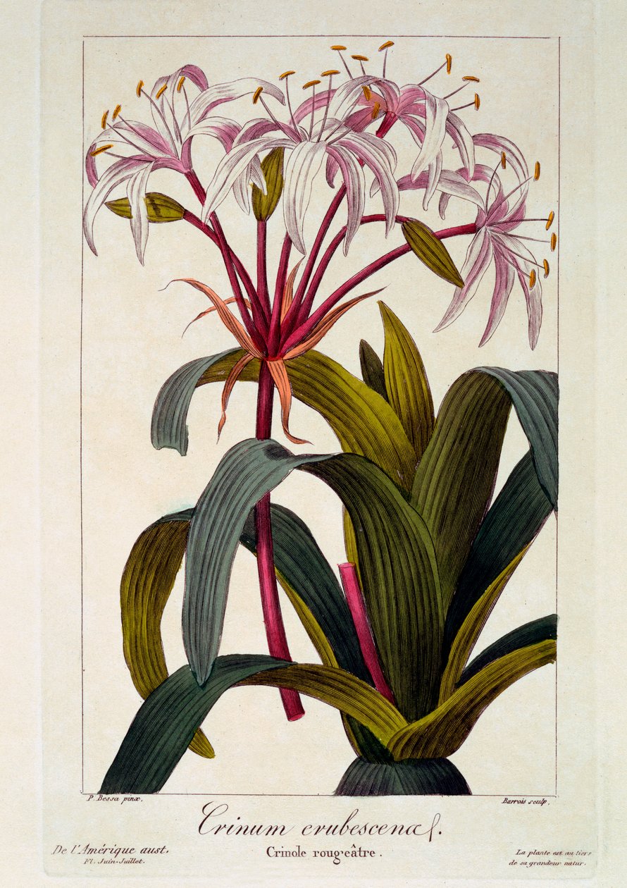Crinum erubescens by Pancrace Bessa