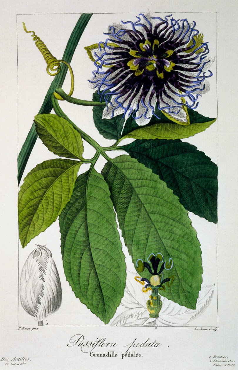 Passiflora Pedata, or Passion Flower, 1836 by Pancrace Bessa