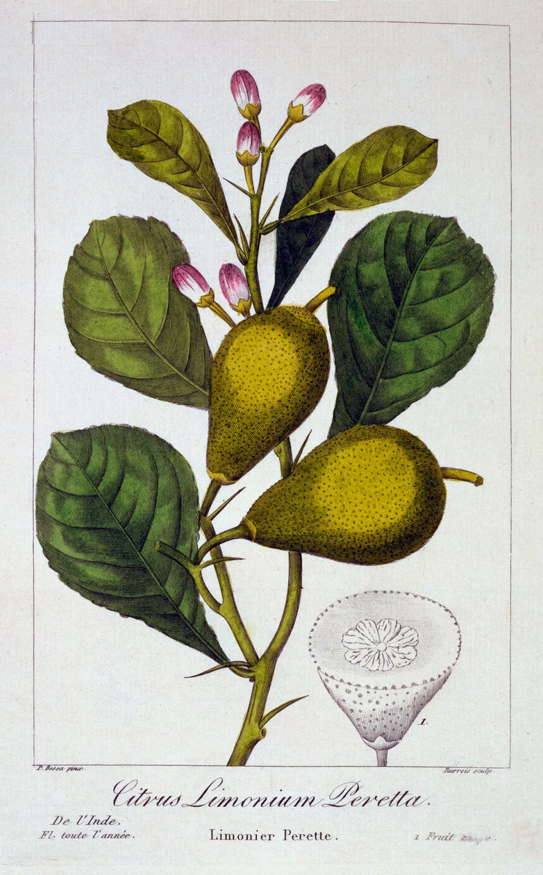 Peretta lemon by Pancrace Bessa