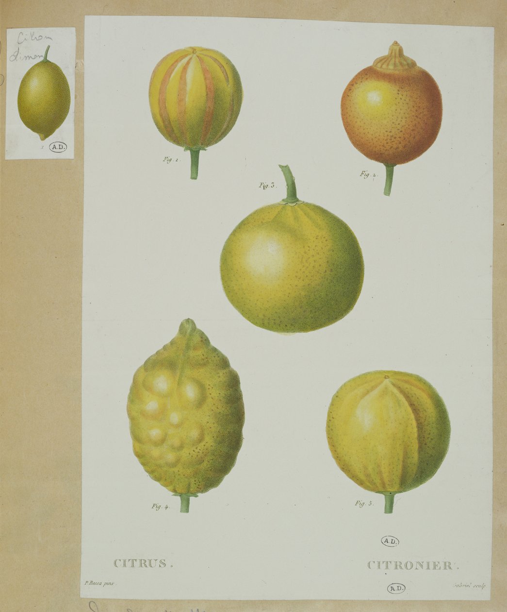 Lemons (engraved by Gabriel) by Pancrace Bessa