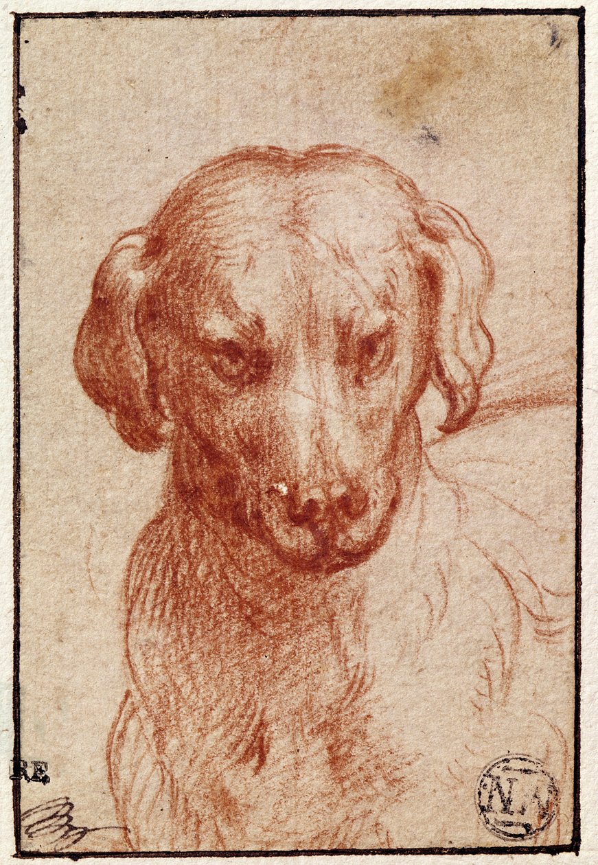 Head of a Dog by Parmigianino