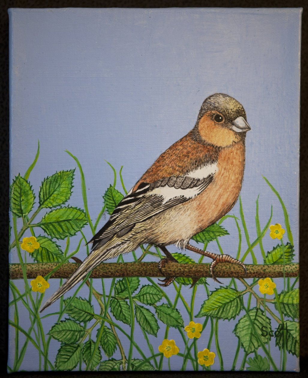 Chaffinch by Pat Scott