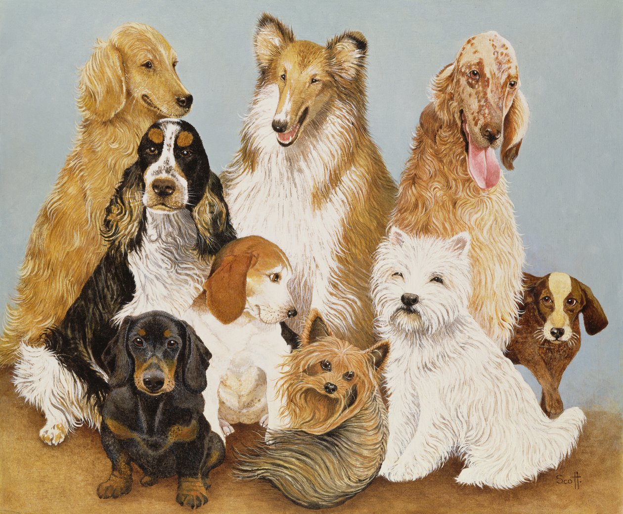 Dogs