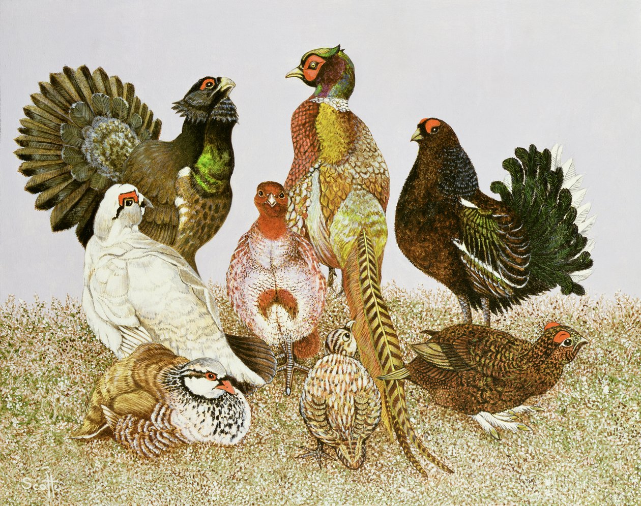 Game Birds by Pat Scott