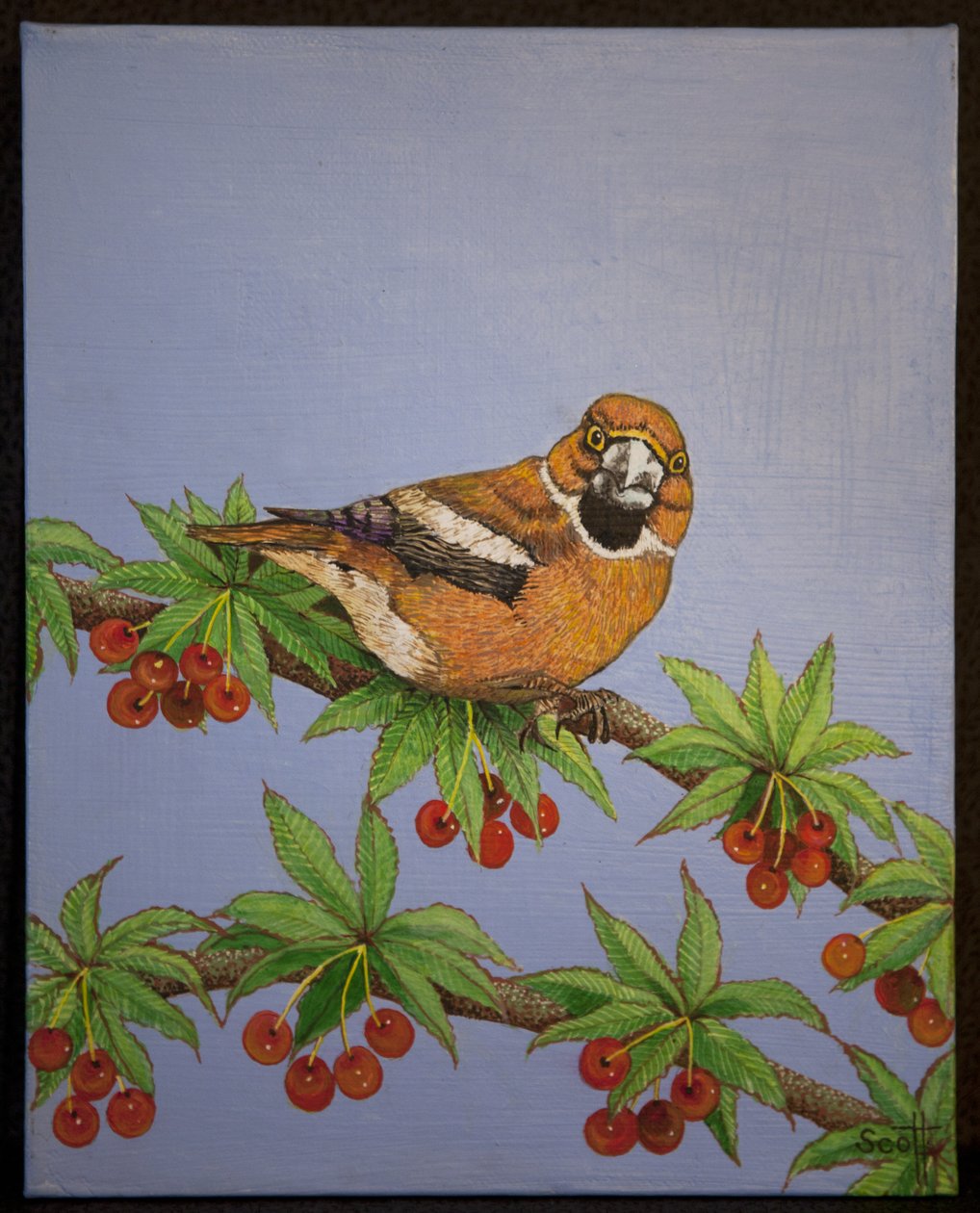 Hawfinch, 2016 by Pat Scott