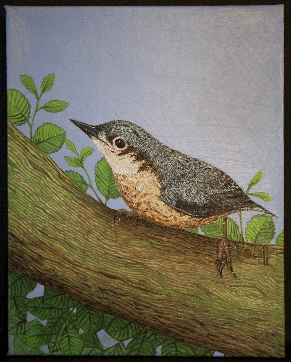 Nuthatch, 2016 by Pat Scott