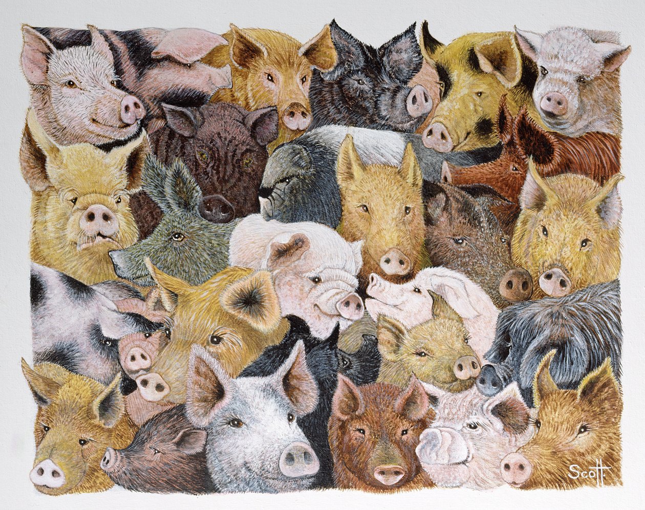Pigs Galore by Pat Scott