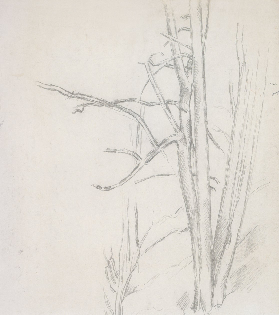 Tree Study by Paul Cézanne