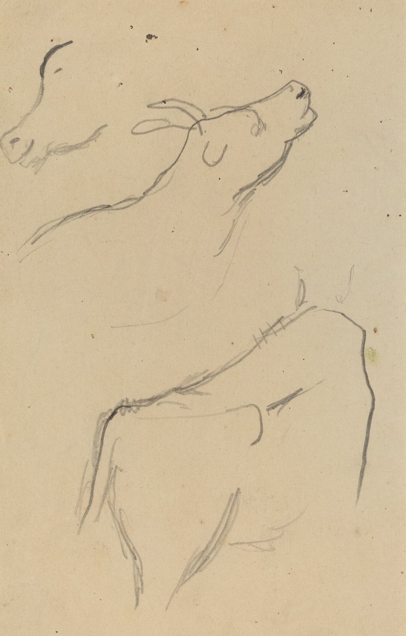 Studies of a Cow (verso) by Paul Gauguin