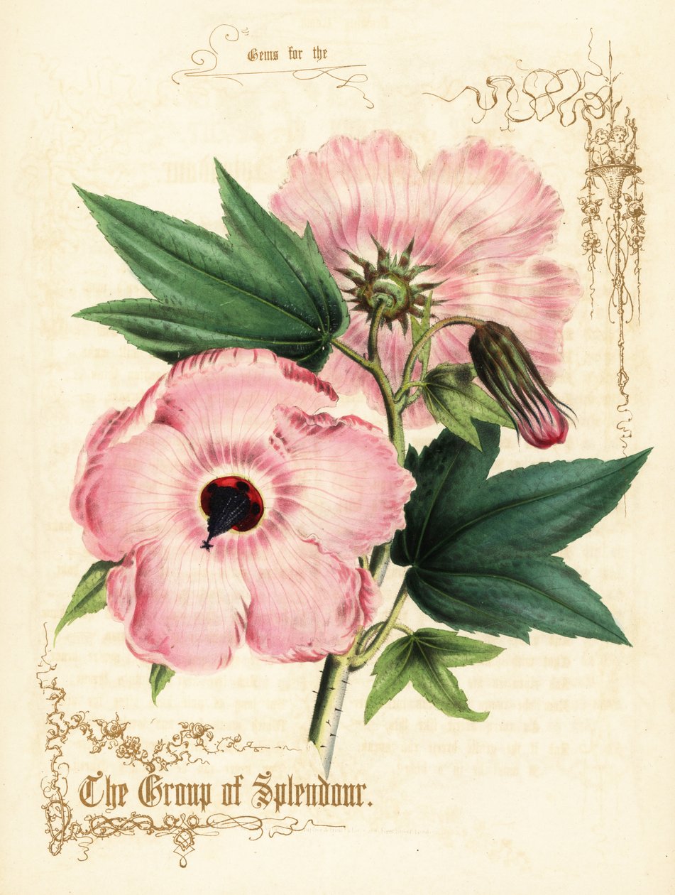 Pink Hibiscus Flowers and Foliage by Paul Jerrard