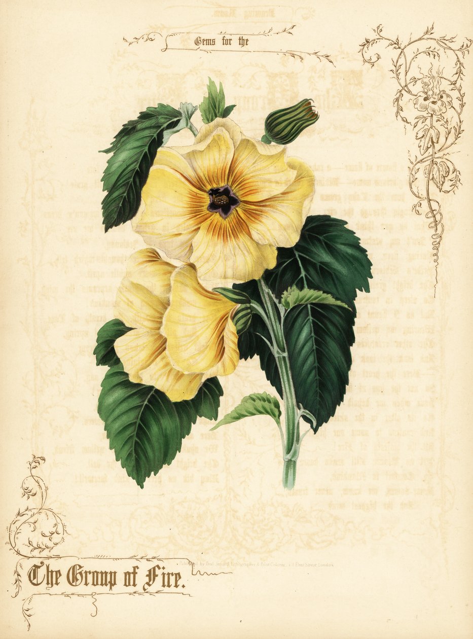 Yellow Hibiscus Flowers and Foliage by Paul Jerrard