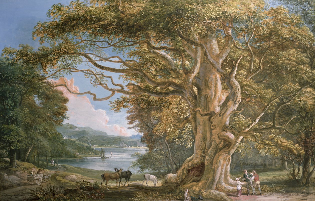 Ancient Beech Tree by Paul Sandby