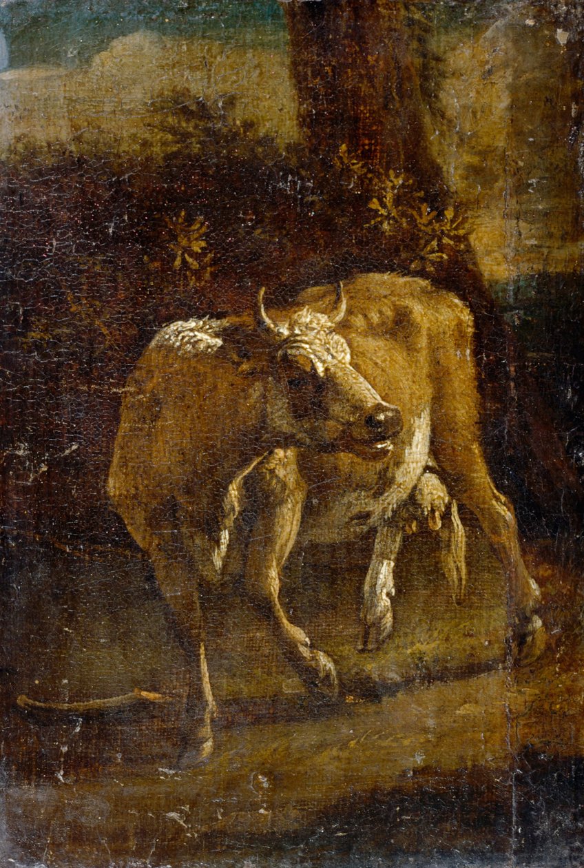 A Cow by Paulus Potter
